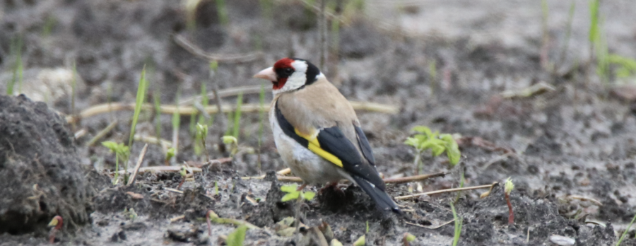 Stilits, Ørslev Kloster, 15. juli 2024
